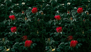 Türkiye'den 24 ülkeye 