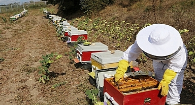 Akıllı arı kovanları