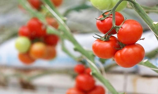 193 milyon insan akut gıda güvensizliği yaşıyor